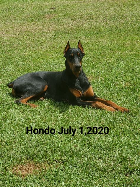 doberman puppies for sale baton rouge